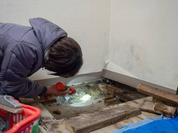 Best Mold Removal for HVAC Installations  in Camp Point, IL